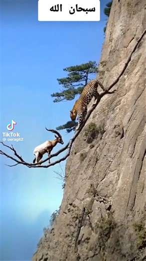 فيديوهات أنشأها ali alyafei (@ali.alyafei7) باستخدام الصوت الأصلي - ali alyafei