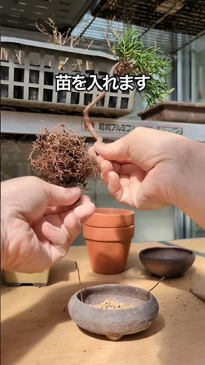 真柏の植え替え その２ 続きです。 #盆栽 #ミニ盆栽 #真柏 #bonsai