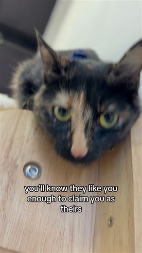 1.4K views | Cat facts of the day: Purr-fecting the Art of Feline Faceplanting: Unveiling the Secrets Behind Cats’ Fabulous Face Rubbing! | Purrfecto Cat Lounge | Facebook