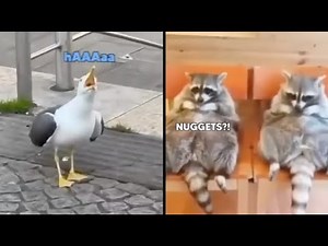 Best Animal Voiceover Compilation Ep. 2