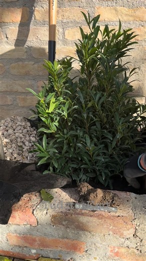 1.9K views | Prunus laurocerasus sofia☘️ | TudatosKert | Facebook