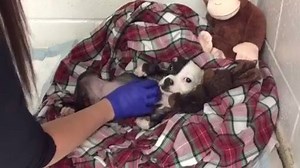 Happy #FosterFriday! Meet Pluto, a three-month-old mix breed puppy surrendered to ACCT Philly with a life-threatening condition requiring three surgeries on his stomach and intestines to survive. As a result, Pluto is unable to control his defecations and likely won’t ever be able to. He needs a devoted home who can keep him clean and tidy while he works on growing up. He may need special care for the rest of his life, but he is absolutely, unquestionably worth every second! Check him out Saturd