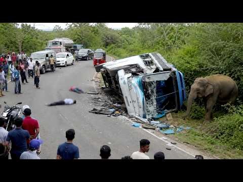Sires Of World Top 05 Sensitive Elephant Attack 2026.