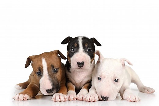 Bull Terrier Puppies For Sale In Florida