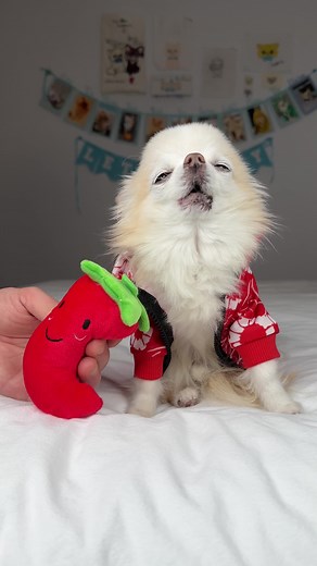 Howling Chihuahua Turns Up the Heat in a Relationship