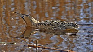 Duivelse roep van de roerdomp - Vroege Vogels - BNNVARA