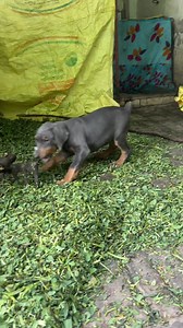 This blue doberman puppy so cute all time play play play #doberman | 7Dogs