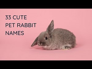 The 33 Best Pet Rabbit Names for Your Cute Bunny 🐰