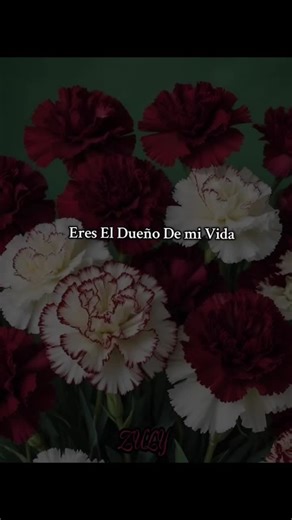 Stunning Flower Images with Spanish Text Overlays