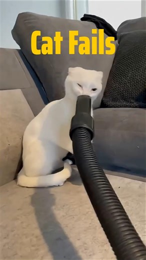 FUNNY CAT FAILS COMPILATION