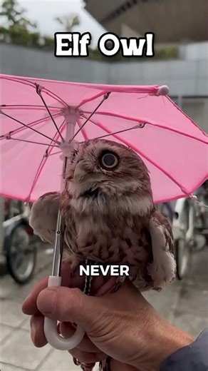 The Mystery of Owls: What They DON'T Want You To Know! 🦉