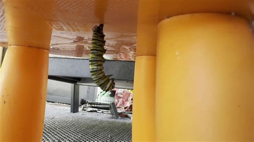 Florida dad captures exact moment caterpillar turns into chrysalis