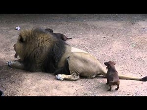 A Lion and His Pride of Dogs Joe Exotic TV