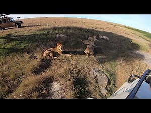 Lion family nap at Serengeti National Park, Tanzania