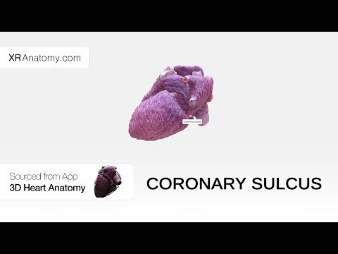 Coronary sulcus