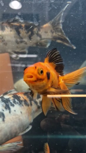 4K Kõhaku Butterfly koi Shubunkin #kohaku #butterflykoi #shubunkin #orandagoldfish #orandagoldfish