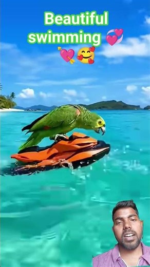Swimming Parrot 🦜💦 | Cute Parrot Water Fun | Must Watch! #latest #love #cute #beautiful #shorts