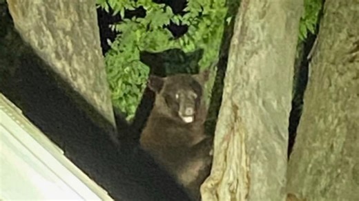 Black bear population exploding in Oklahoma one year after bear found in Norman