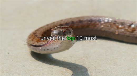 Exquisite Serpents: Top 10 Most Beautiful Snakes Worldwide