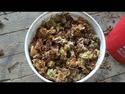 Husking Hazelnuts at Home