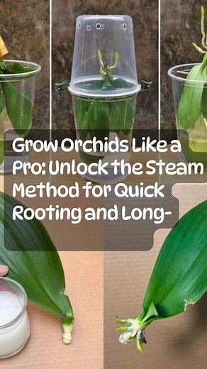 Grow Orchids Like a Pro: Unlock the Steam Method for Quick Rooting and Long-Lasting Blooms... | Blossom & Thrive Hacks | Facebook