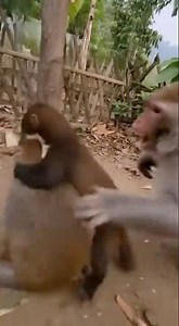 Random encounter between a marten and a monkey caught on camera — wild footage!