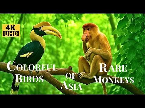 Asian Rainforest Wildlife: The Most Fascinating Birds and Monkeys