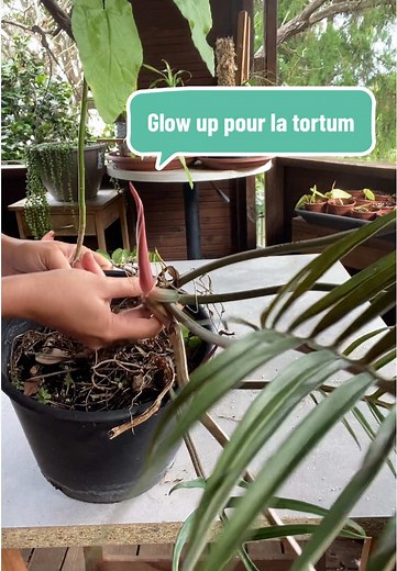 Glow up #fyp #nature #monstera
