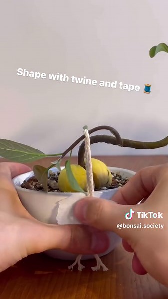 DIY Avocado Bonsai: How to Create a Beautiful Miniature Tree