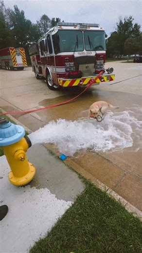 344K views · 11K reactions | SPLASH LABRADOR | Oregon UN Labrador PER AMICO | Facebook