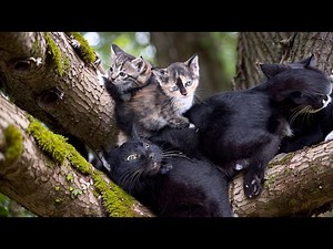 Heartwarming Rescue: Abandoned Cat Family's Fight for Survival and Recovery | LTT Animal- Rescue