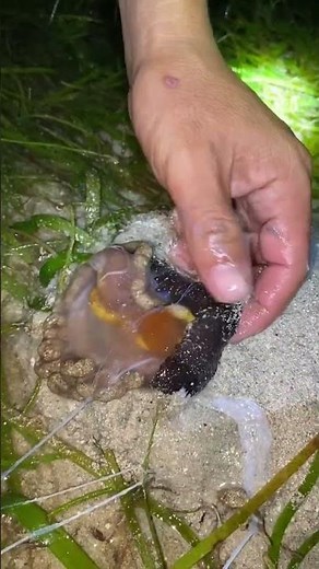🖤🧽 Cleaning a BLACK SEA CUCUMBER – Step-by-Step Guide to Prep This Ocean Delicacy!