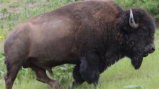 An absolutely monstrous bison has all the spring grass. #outdoors #nature #animals | Michael Hodges, Author