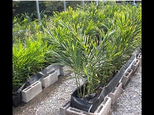 Hydroponic Growing in Roll-Out Plastic Tanks II. Ginger