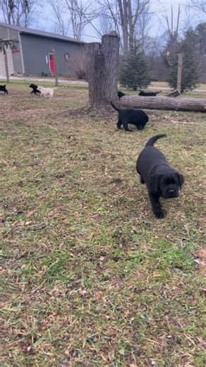 Brookside labs on Instagram: "I could watch them hop all day 🥹😭 #fyp #lab #labrador #puppy #foryourpage"