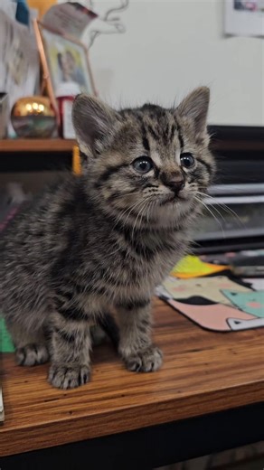 can you guess why we named her Goose? 🤣🪿 Her honks are just the cutest thing. . . . #cats #meows #kittens #kittenmeowing #adoptdontshop | Cat House McPherson