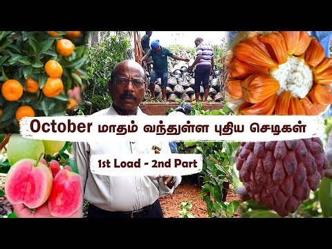 Oct 1st Load PART 2: 🥭 Yellow Dragon, Golden Custard Apple, Bush Orange & Hybrid Plants வந்துடுச்சு✨