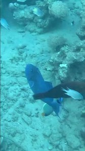 A Queen Among the Reef — Queen Triggerfish in Action 🐠👑🪸