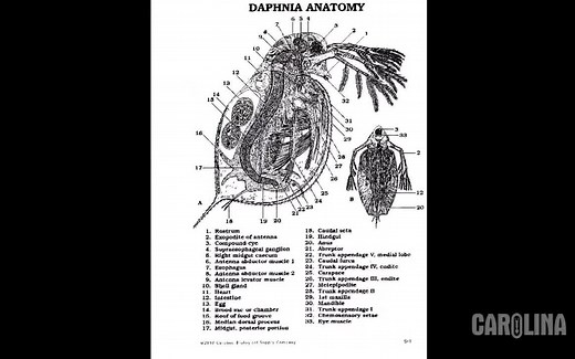 A LEVEL 生物 实验视频 实验笔记找UP领取