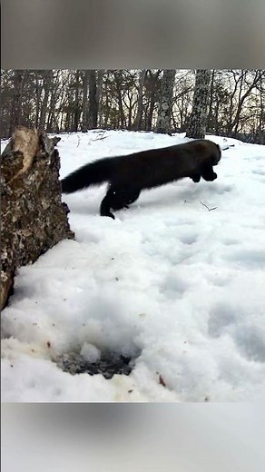 Fisher running in the snow ❄️