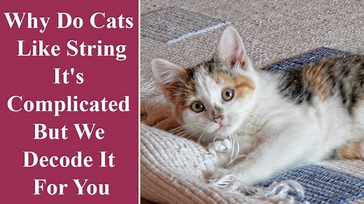 Why Do Cats Like String: It’s Complicated