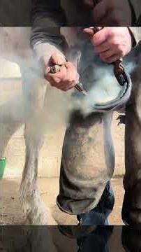 Expert Farrier Shares 5 Secrets to Perfect Hoof Trimming