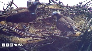 Ospreys' nesting platform cut down in 'horrific act of vandalism'
