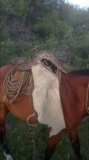 Python Slithers on Top of Unbothered Horse