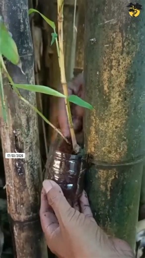 The first step in creating a bambo bonsai tree #bonsai #bonsaiforest #bonsaipruning #viralvideo