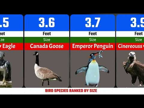 BIRD SPECIES RANKED BY SIZE | COMPARISON