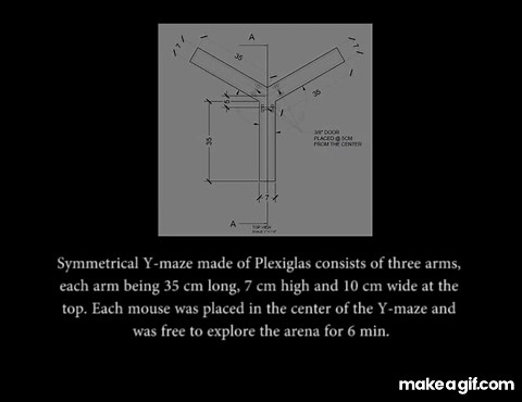 Y-Maze Spontaneous alteration and spatial working memory - KrNeuro on Make a GIF