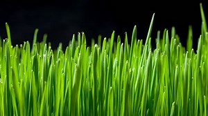 Growing Green Grass Plant Time Lapse Stock Footage Video (100% Royalty-free) 24599507 | Shutterstock