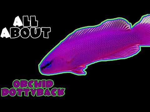 All About The Orchid Dottyback or Fridman's Pseudochromis