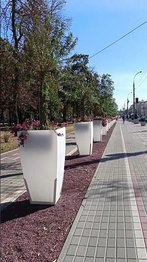 В Гомеле есть собственные пальмы 😁